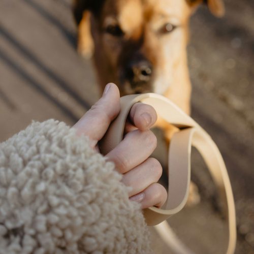 ruby-schmank-Shj4wpM54ww-unsplash